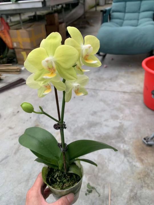 Phalaenopsis Orchid green.jpg