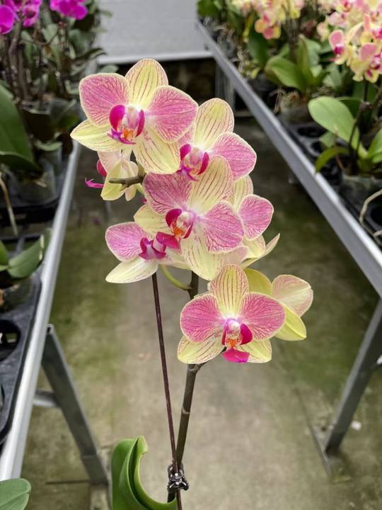 Phalaenopsis Orchid tricolor bird (2).jpg
