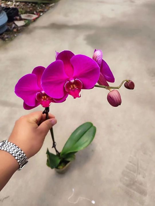 Phalaenopsis Orchid big chili (2).jpg