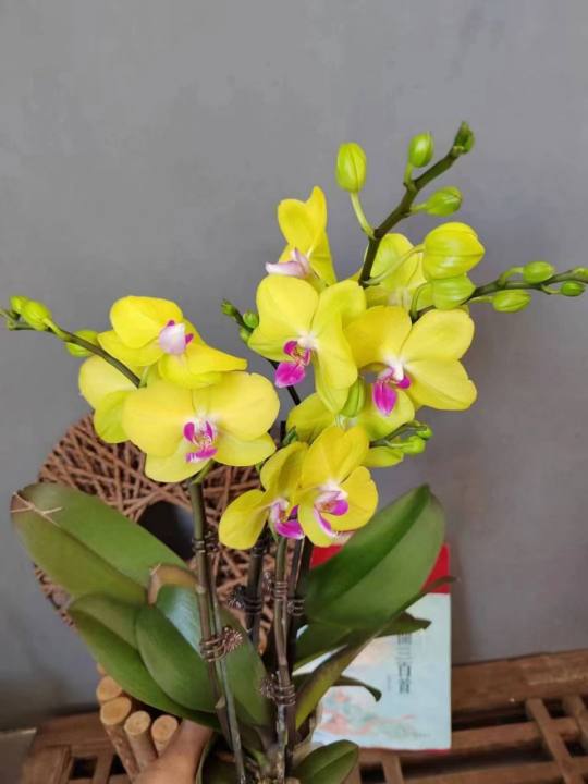 Phalaenopsis Orchid Sweet Gege (2).jpg