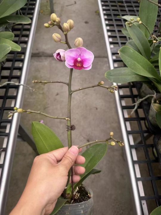 Phalaenopsis Orchid Baby (2).jpg