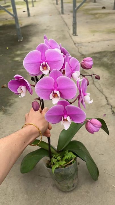 Phalaenopsis Orchid Fanbingbing (2).jpg