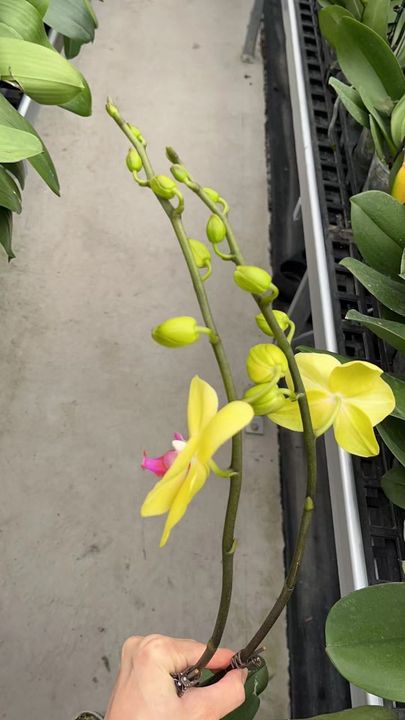 Phalaenopsis Orchid Fule (2).jpg