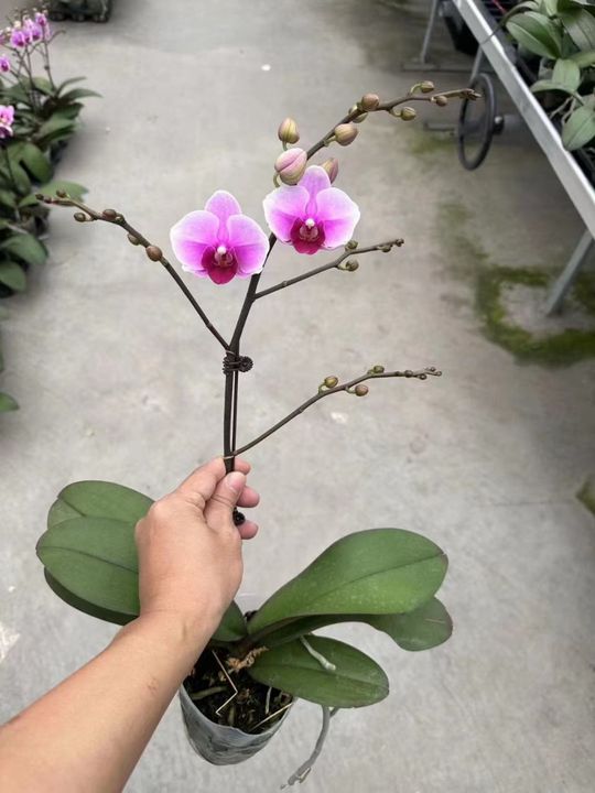 Phalaenopsis Orchid The Twin (2).jpg
