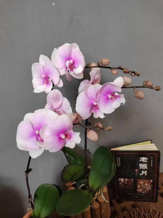 Phalaenopsis Orchid Angel wing (2).jpg
