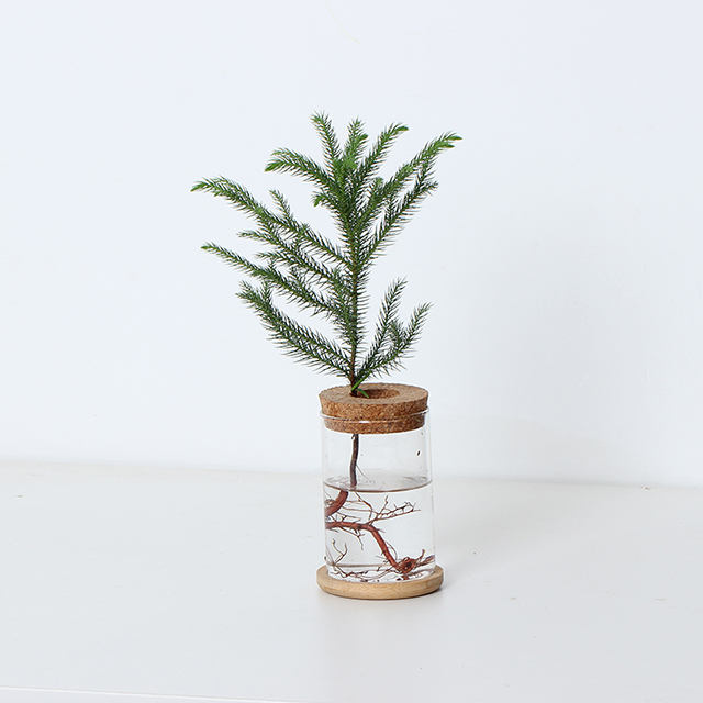 Araucaria cunninghamii Sweet hydroponic plants1.jpg