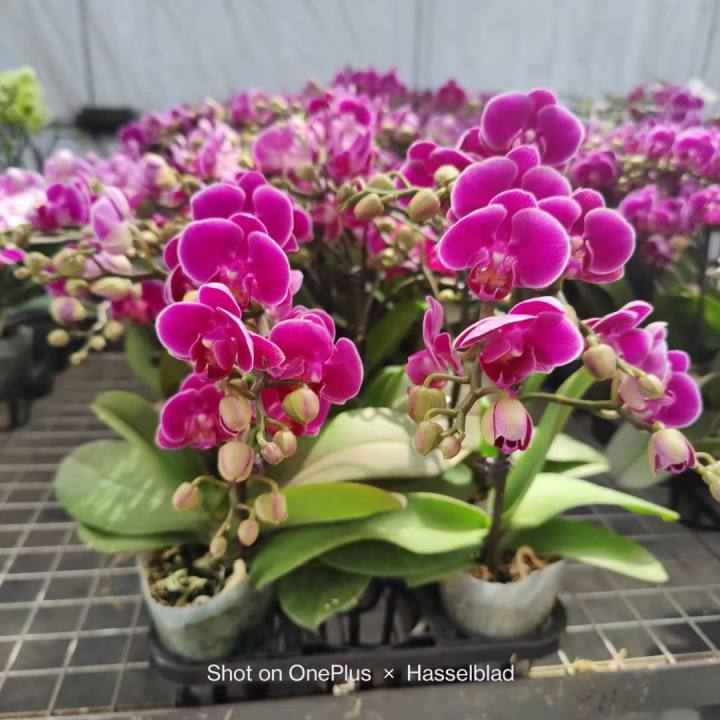 Phalaenopsis Orchid Perfumed Rose (2).jpg
