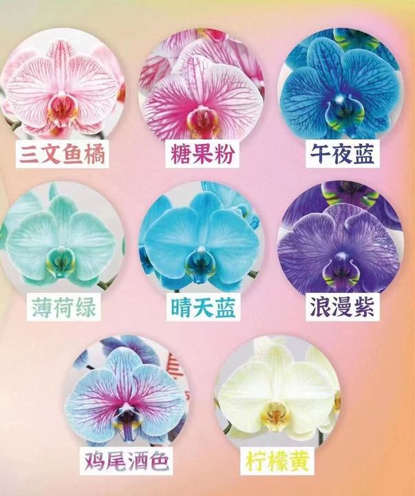 Phalaenopsis Orchid macaron (4).jpg