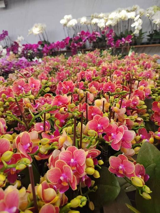Phalaenopsis Orchid cherry (2).jpg