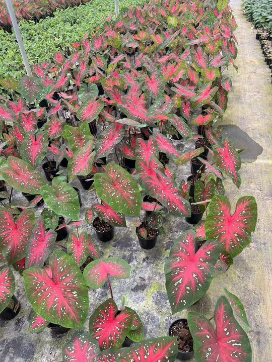 Caladium Red Flash (2).jpg