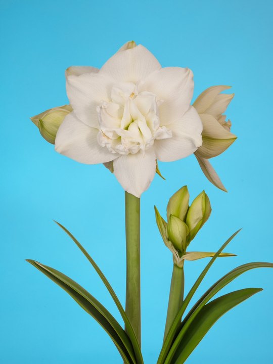 白色交响曲White Symphony 28-30cm ,13.9 USD .jpg