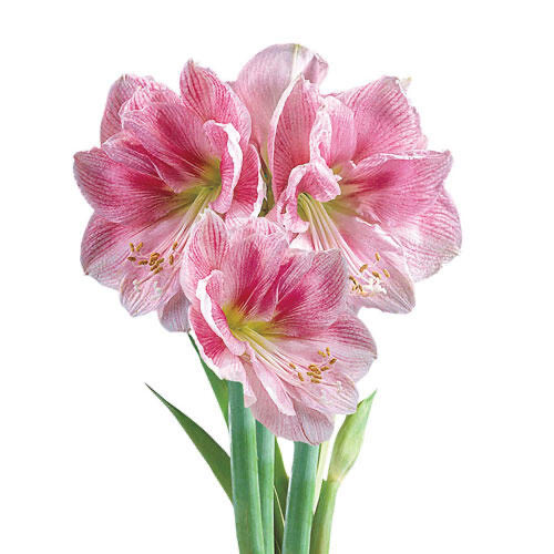 朱顶红： Pizzazz 22-24cm, 7.9 USD.jpg