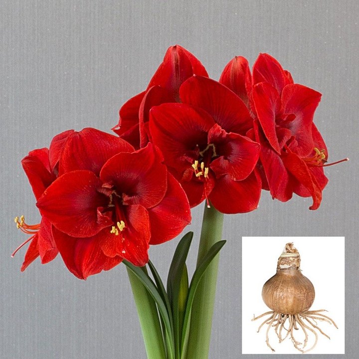 朱顶红： 南非朱”圣诞快乐Merry Christma 半重瓣，28-30CM, 7.9 USD.jpg