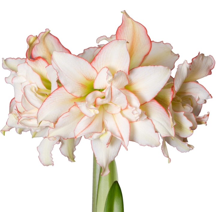 南非朱”滑稽演员 Harleqiun  22-24cm, 8.9 USD.jpg