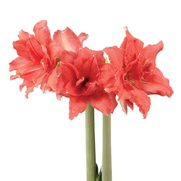 南非朱顶红： 芭蕾舞女 balle rina  sonatini  20-22cm, 7.9 USD .jpg
