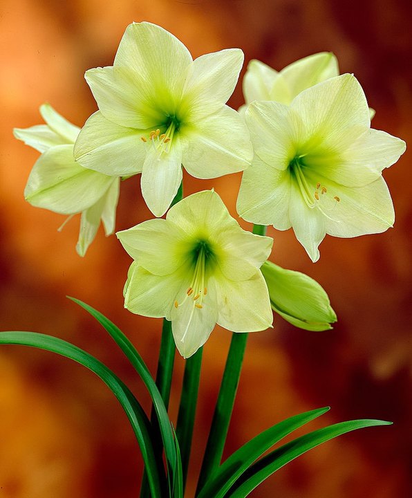秘鲁朱”柠檬之星 Lemon Star  24-26cm, 7.9 USD ; 32-34CM, 9.9 USD.jpg