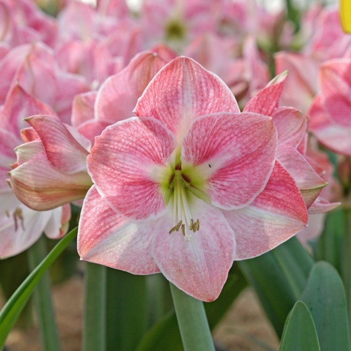 秘鲁朱顶红： 樱花cherry Blossom , 28-30CM, 7.9 USD ; 30-32CM, 8.9 USD.jpg